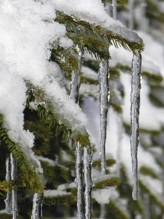 Framed Print : Fir Branches with Snow and Icicles Print Framed Print : Fir Branches with Snow and Icicles Print