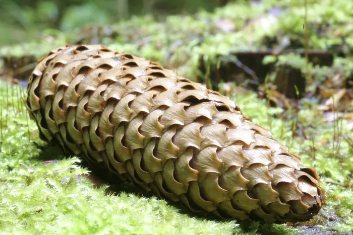 Framed Print : Fir Cone Print on Forest Ground Framed Print : Fir Cone Print on Forest Ground