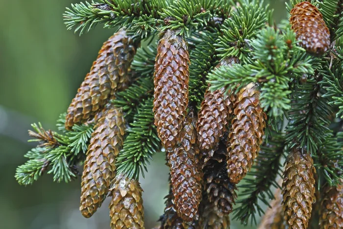 Framed Print : Fir Cones Print - Nature's Ornament Framed Print : Fir Cones Print - Nature's Ornament