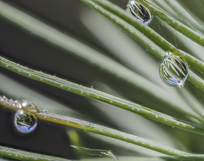 Framed Print : Fir Needle Print with Water Drop Reflection Framed Print : Fir Needle Print with Water Drop Reflection