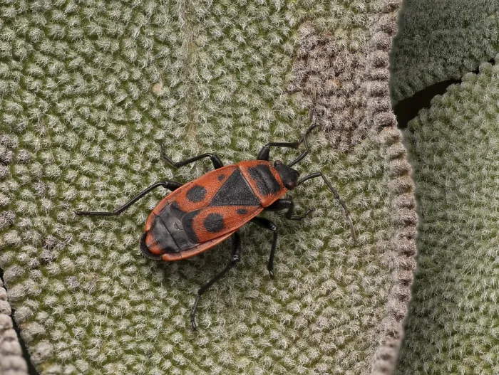 Framed Print : Fire Bug (Pyrrhocoris apterus) Print Framed Print : Fire Bug (Pyrrhocoris apterus) Print
