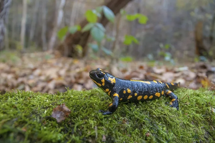 Framed Print : Fire Salamanders Print - Salamandra salamandra Caudata Framed Print : Fire Salamanders Print - Salamandra salamandra Caudata