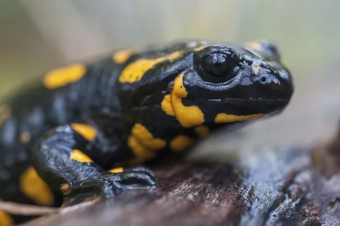 Framed Print : Fire Salamanders Print - Salamandra salamandra, Amphibians Framed Print : Fire Salamanders Print - Salamandra salamandra, Amphibians
