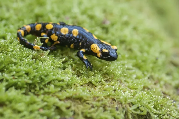 Framed Print : Fire Salamanders Print - Amphibians of the Caudata Order Framed Print : Fire Salamanders Print - Amphibians of the Caudata Order