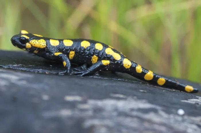 Framed Print : Fire Salamanders Print - Amphibians of the Caudata Order Framed Print : Fire Salamanders Print - Amphibians of the Caudata Order