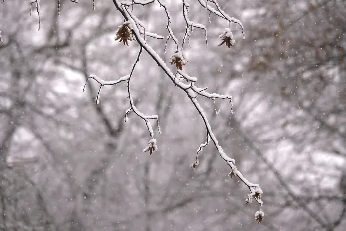 Framed Print : First Snow on Branches of Trees Print, Germany Framed Print : First Snow on Branches of Trees Print, Germany