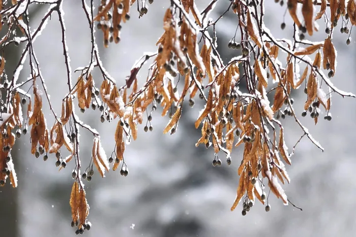Framed Print : First Snow on Branches of Trees Print, Germany