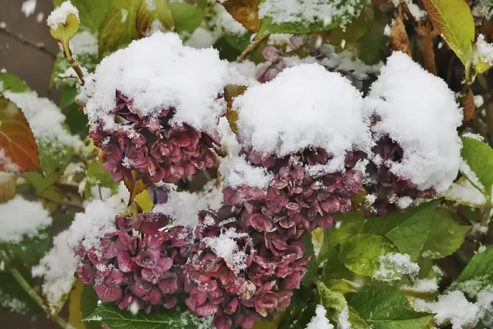 Framed Print : First Snow, Hydrangeas in Germany Print Framed Print : First Snow, Hydrangeas in Germany Print