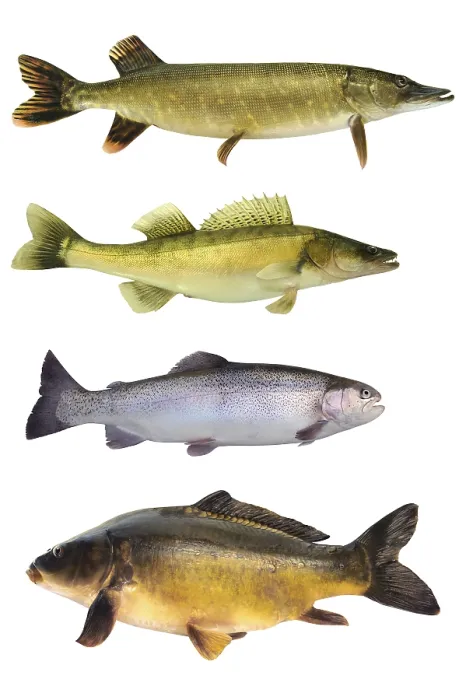 Framed Print : Fish 145 Print