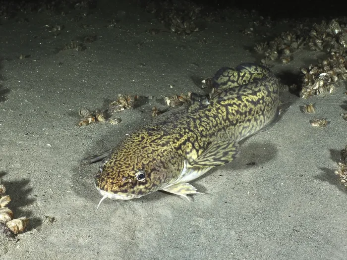 Framed Print : Burbot on Sandy Bottom Print, Lake Constance, Germany