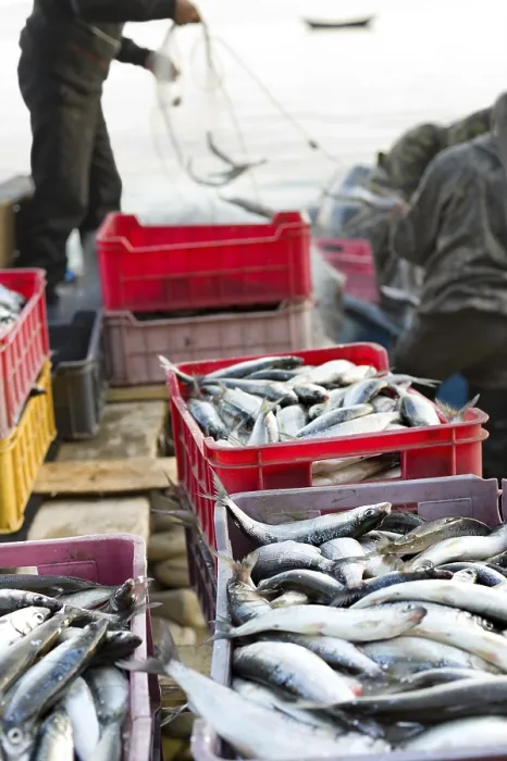 Framed Print : Fishermen Extract Fish from Net Print