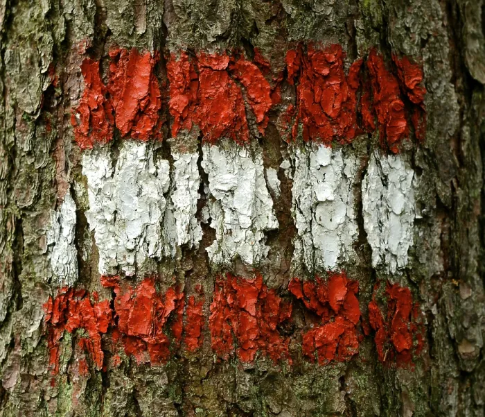 Framed Print : Austrian Flag Painted on Tree Bark Print