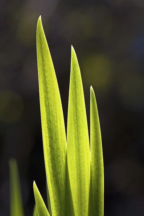 Framed Print : Flag Iris Leaves in Spring Print Framed Print : Flag Iris Leaves in Spring Print