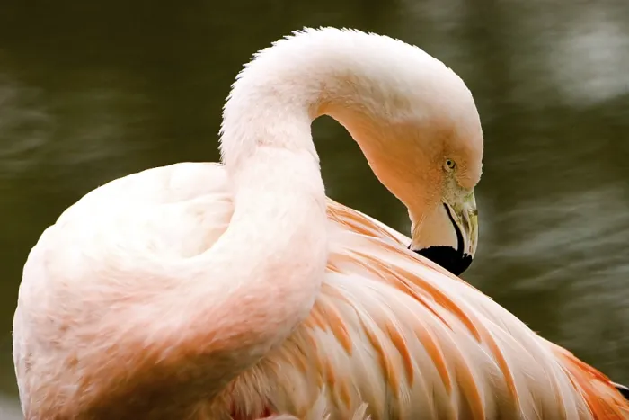 Framed Print : Flamingo Print by imageBROKER