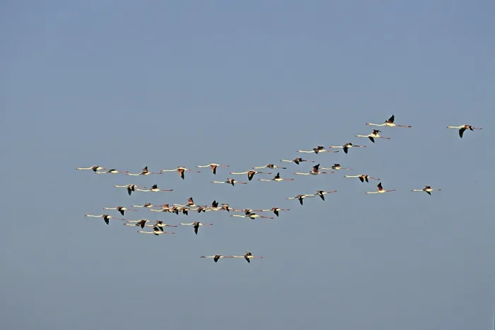 Framed Print : Flamingos in Evening Light Print, Camargue Migration Framed Print : Flamingos in Evening Light Print, Camargue Migration