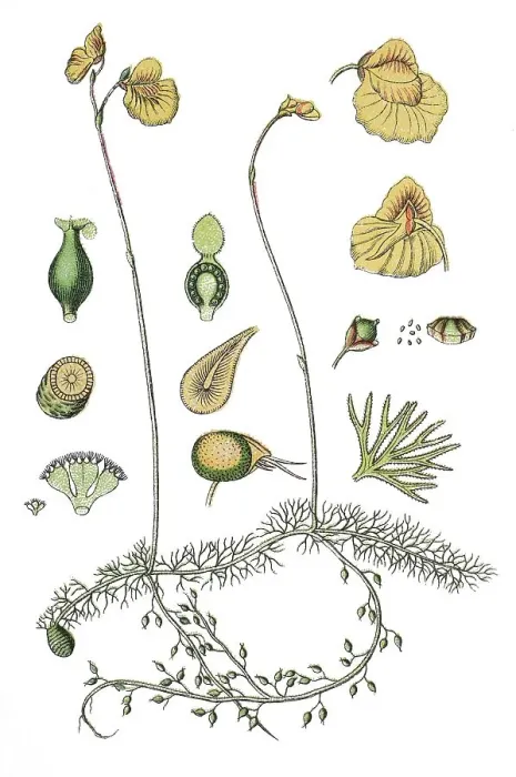 Framed Print : Flatleaf Bladderwort Print, 1888 Chromolithograph Framed Print : Flatleaf Bladderwort Print, 1888 Chromolithograph