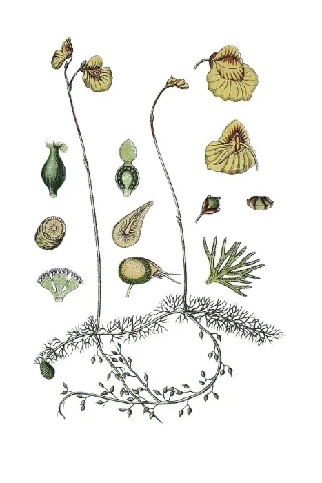 Framed Print : Flatleaf Bladderwort Print, circa 1796 Framed Print : Flatleaf Bladderwort Print, circa 1796