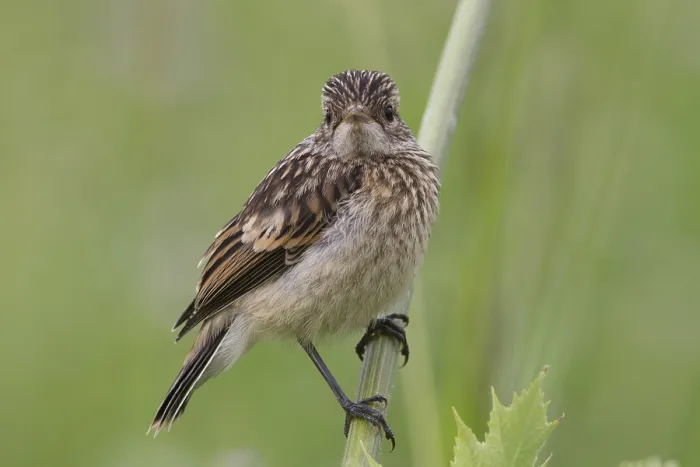 Framed Print : Fledgling Stonechat Print - Perched on a Branch Framed Print : Fledgling Stonechat Print - Perched on a Branch