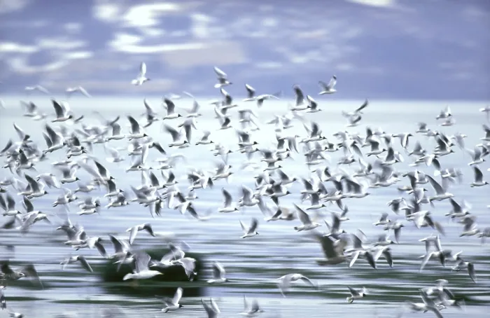 Framed Print : Flight / Flock Print Framed Print : Flight / Flock Print
