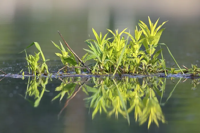 Framed Print : Floating Vegetation Print, Peene Valley River Landscape, Germany Framed Print : Floating Vegetation Print, Peene Valley River Landscape, Germany