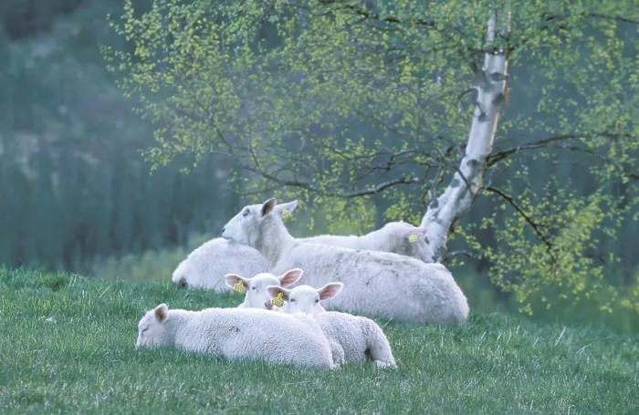 Framed Print : Flock of Sheep Print