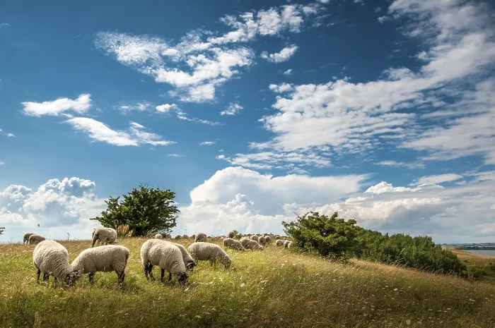 Framed Print : Flock of Sheep Print, Mönchgut Nature Reserve, Germany Framed Print : Flock of Sheep Print, Mönchgut Nature Reserve, Germany