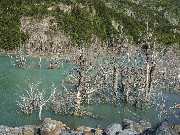 Framed Print : Flooded Forest Print: Rio Norte Landslide, Patagonia, Chile Framed Print : Flooded Forest Print: Rio Norte Landslide, Patagonia, Chile