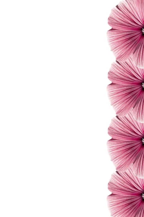 Framed Print : Floral Frame Print - ImageBROKER