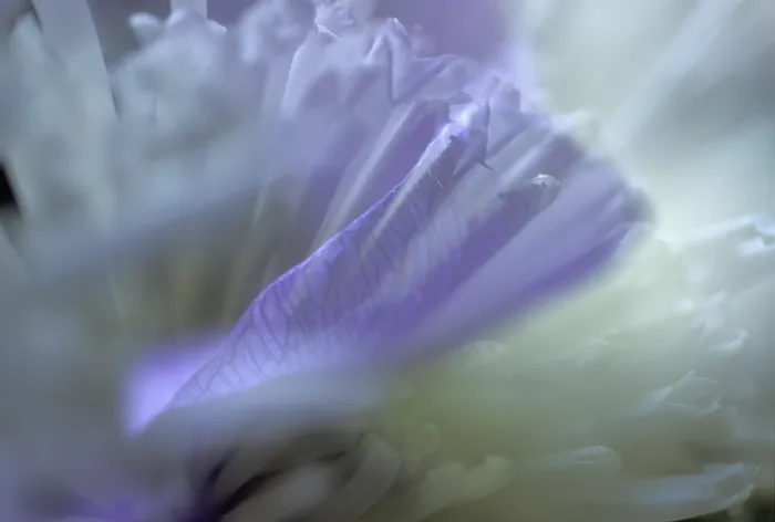 Framed Print : Flower Flower Print by ImageBROKER