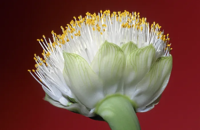 Framed Print : Flower Print by Flower Framed Print : Flower Print by Flower