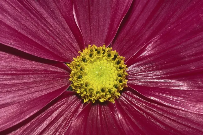 Framed Print : Flower Detail Print