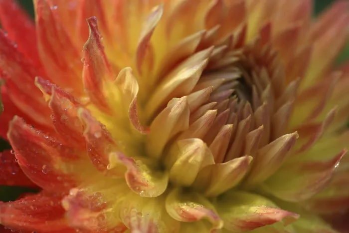 Framed Print : Flower Detail Print Framed Print : Flower Detail Print