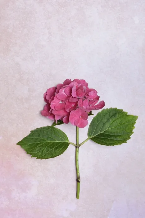 Framed Print : Bigleaf Hydrangea Flower Print, Germany Framed Print : Bigleaf Hydrangea Flower Print, Germany