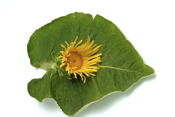 Framed Print : Print of Flower of Elecampane, Inula helenium Framed Print : Print of Flower of Elecampane, Inula helenium