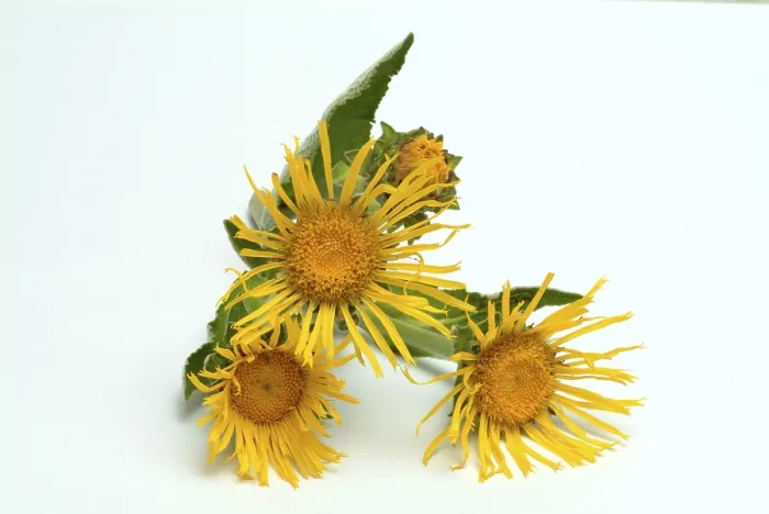 Framed Print : Print of Flower of Elecampane, Inula helenium Framed Print : Print of Flower of Elecampane, Inula helenium