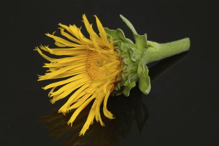 Framed Print : Flower of Elecampane Print, Inula helenium Framed Print : Flower of Elecampane Print, Inula helenium