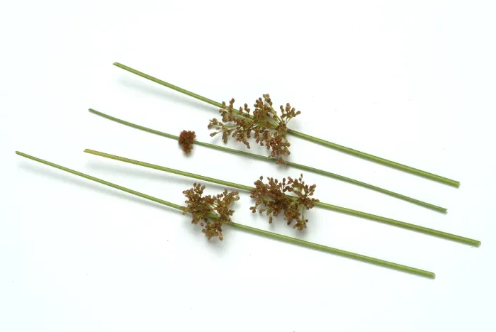 Framed Print : Flower of the Fluttering Rush Print (Juncus effusus) Framed Print : Flower of the Fluttering Rush Print (Juncus effusus)
