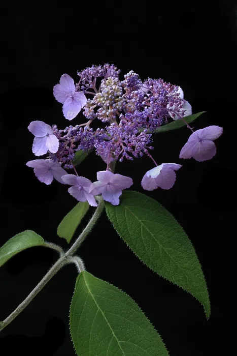 Framed Print : Hydrangea Print, Germany