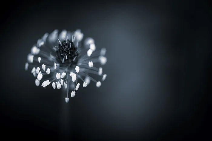 Framed Print : Flower against a light background Print, Mindelheim, Germany