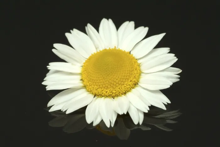 Framed Print : Flower of Pellitory Print (Anacyclus pyrethrum) Framed Print : Flower of Pellitory Print (Anacyclus pyrethrum)
