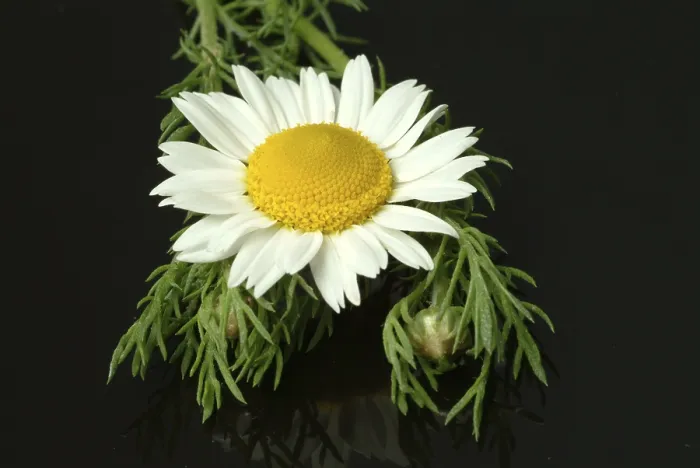Framed Print : Flower of Pellitory Print (Anacyclus pyrethrum)