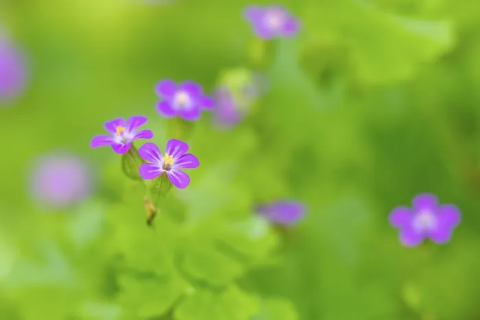 Framed Print : Flower of the Stork's Bill Print, Germany Framed Print : Flower of the Stork's Bill Print, Germany