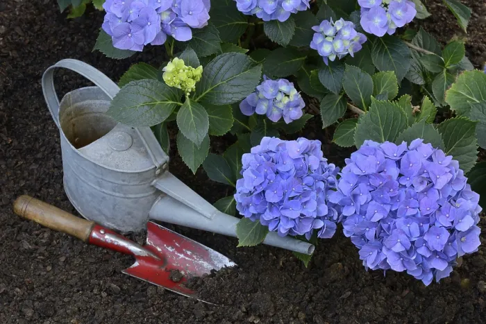 Framed Print : Flowering Blue Hydrangea Print with Garden Tools Framed Print : Flowering Blue Hydrangea Print with Garden Tools