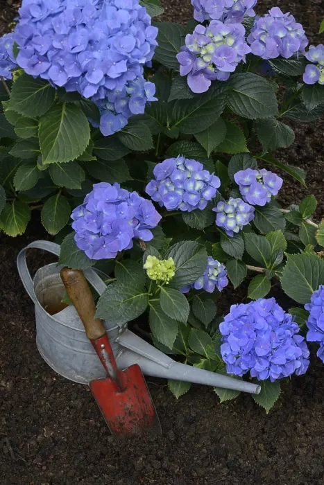 Framed Print : Flowering Blue Hydrangea Print with Garden Tools Framed Print : Flowering Blue Hydrangea Print with Garden Tools