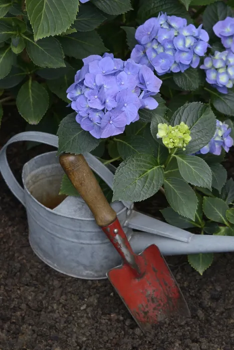 Framed Print : Flowering Blue Hydrangea Print with Garden Tools Framed Print : Flowering Blue Hydrangea Print with Garden Tools