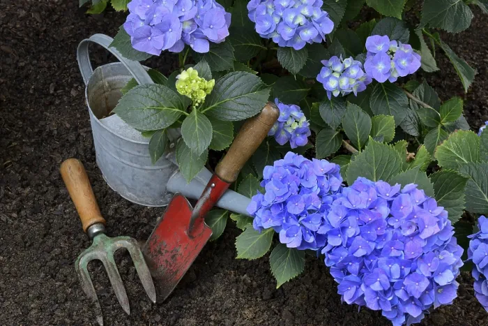 Framed Print : Flowering Blue Hydrangea Print with Garden Tools Framed Print : Flowering Blue Hydrangea Print with Garden Tools