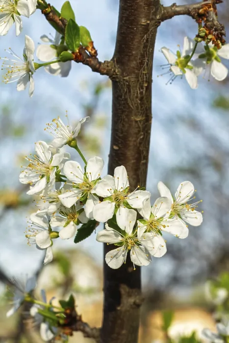 Framed Print : Plum Tree Branches Print