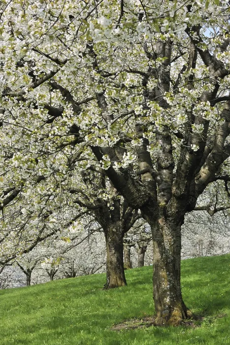 Framed Print : Flowering Cherry Trees in Spring Print Framed Print : Flowering Cherry Trees in Spring Print