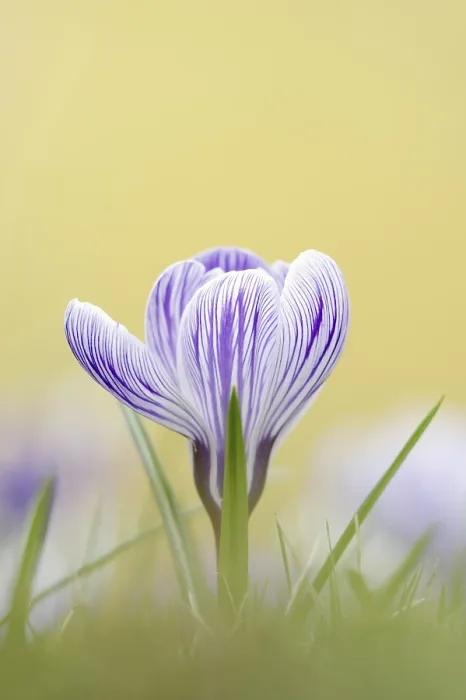 Framed Print : Flowering Crocus in Spring, North Rhine-Westphalia Print Framed Print : Flowering Crocus in Spring, North Rhine-Westphalia Print