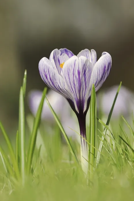 Framed Print : Flowering Crocus Print in Spring, Germany Framed Print : Flowering Crocus Print in Spring, Germany
